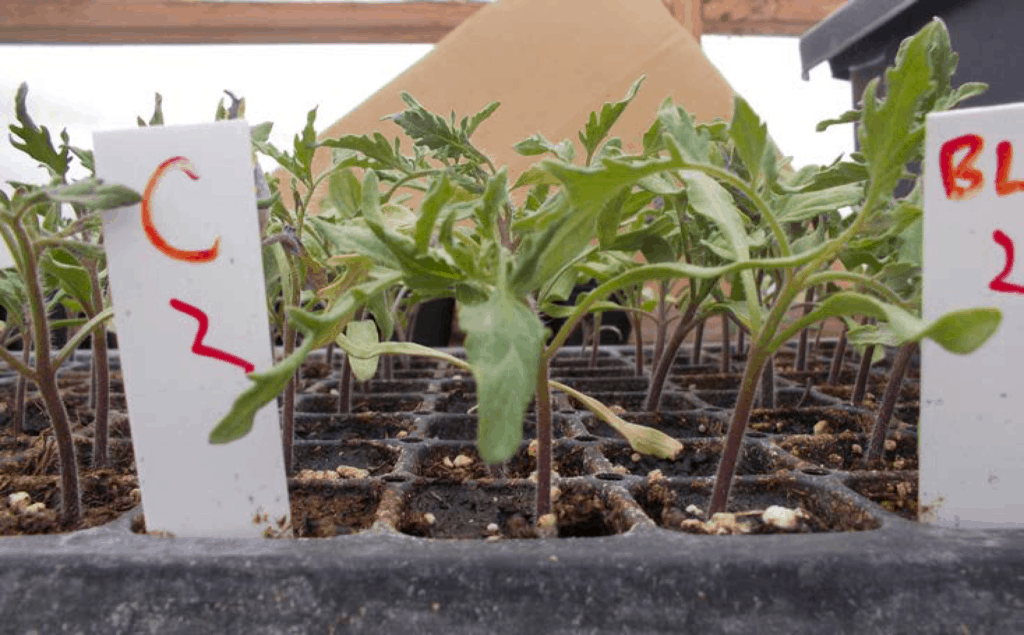 Tomato Seedlings Grown in Cowsmo Soil
