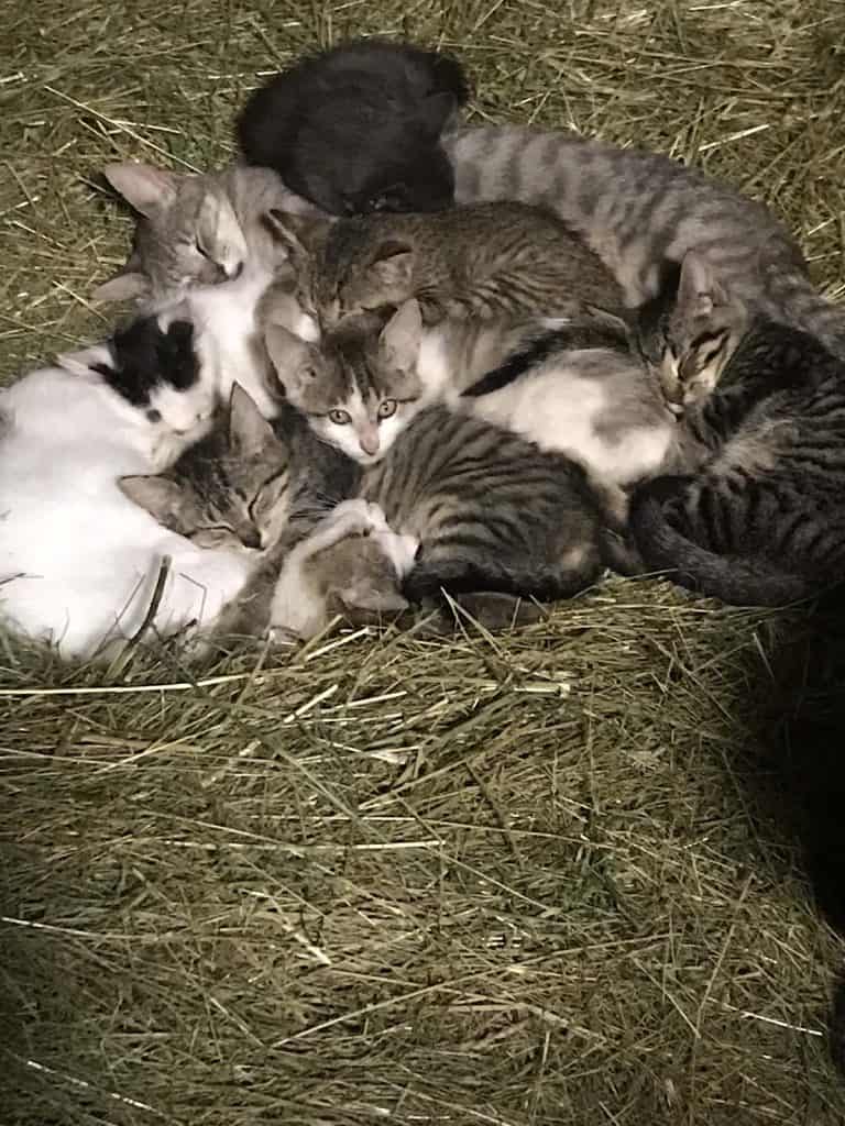 Cowsmo Kittens 2 &Ndash; Cowsmo Compost